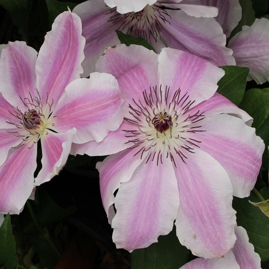Vancouver Mystic Gem Clematis