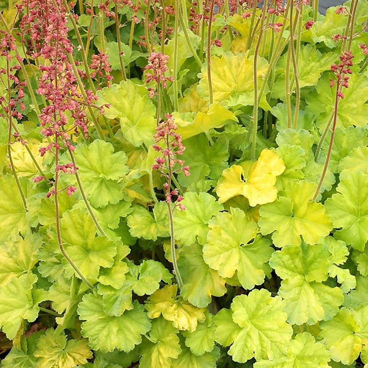 Lime Coral Bells