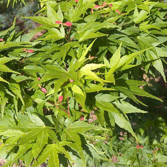 Osakazuki Japanese Maple