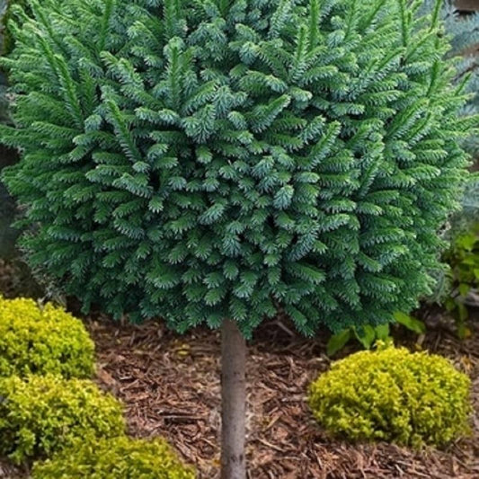 Pimoko Serbian Spruce - Standard