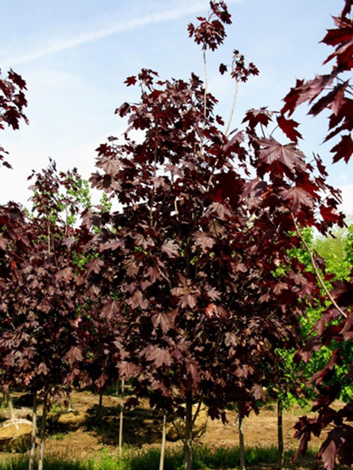 Royal Red Norway Maple