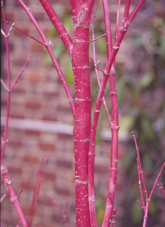Sango Kaku Coral Bark Japanese Maple