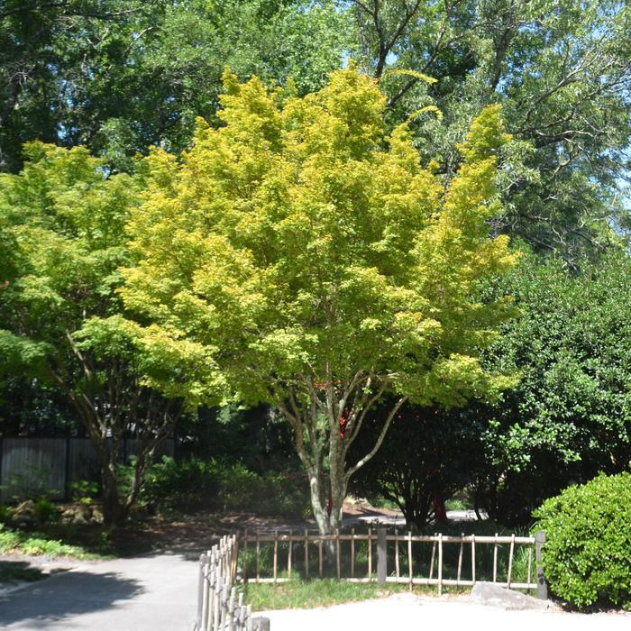Sango Kaku Coral Bark Japanese Maple