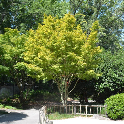 Sango Kaku Coral Bark Japanese Maple