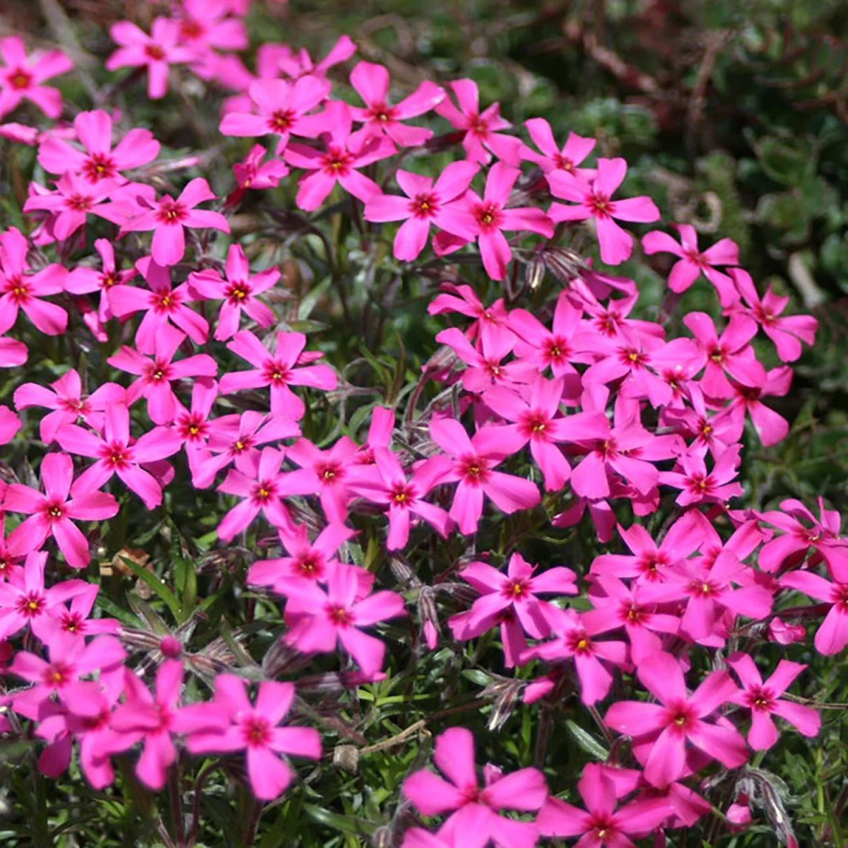 Scarlet Creeping Phlox