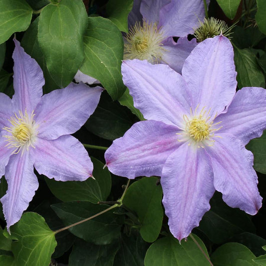 Vancouver Sea Breeze Clematis