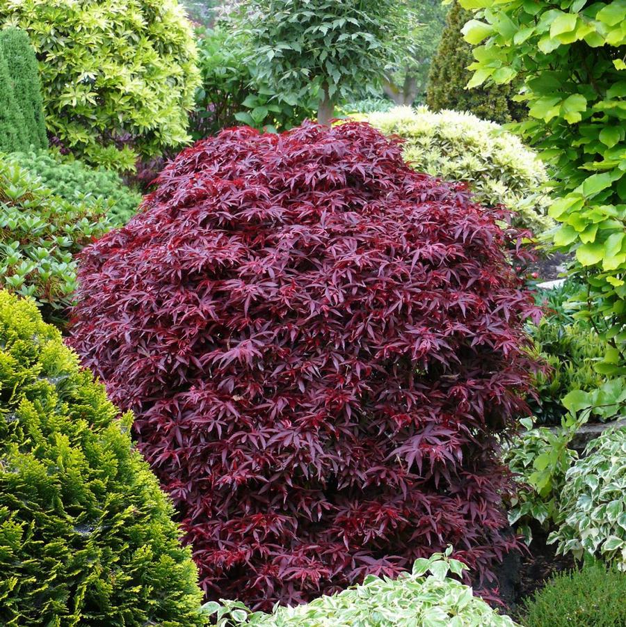 Shaina Japanese Maple