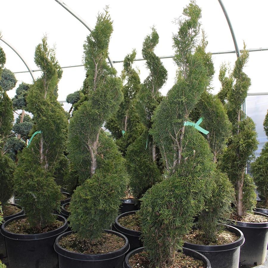 Emerald Green Arborvitae