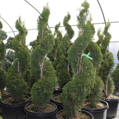Emerald Green Arborvitae