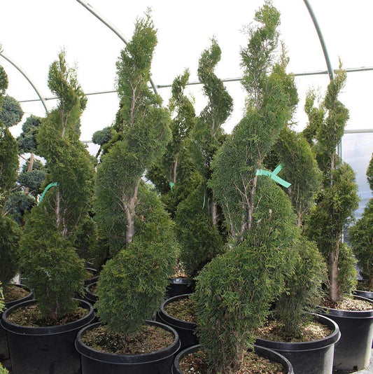 Emerald Green Arborvitae