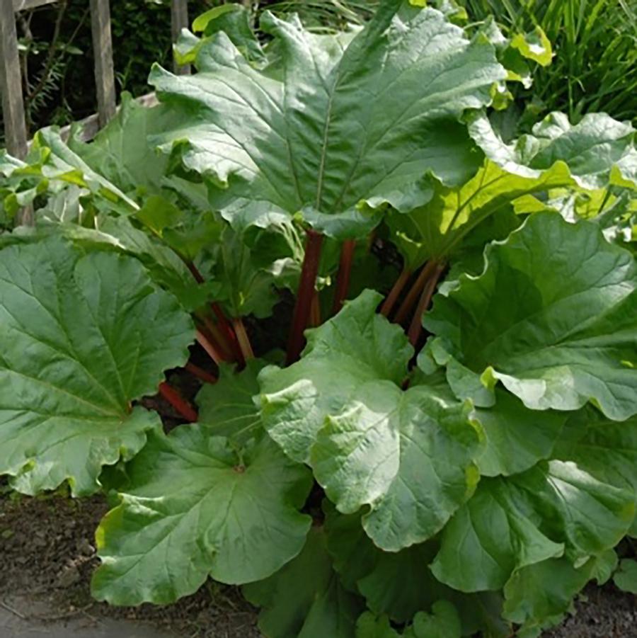 Victoria Rhubarb