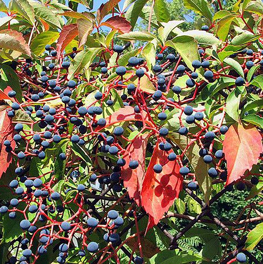Virginia Creeper